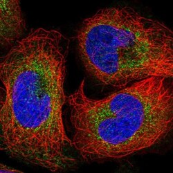 WDR59 Antibody, Novus Biologicals 25 &mu;L; Unlabeled:Antibodies, Polyclonal